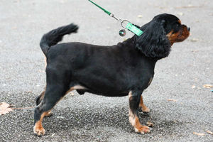 Oscar after pet fit club