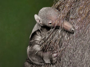 Supporting image for story: Dudley Zoo asks for public's help to name adorable giant anteater pup
