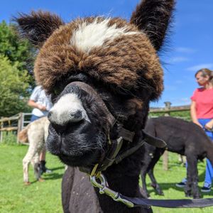 Errol the mini alpaca enjoying a sunny day 