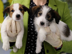 Supporting image for story: Revealed: How much people in West Midlands will spend on their dogs this Christmas