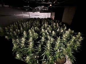 West Mercia Police found cannabis worth up to £2.5m in the raid