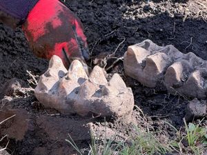 Two giant mastodon teeth with a human hand for scale