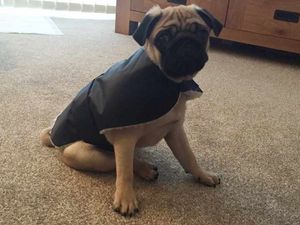 Supporting image for story: Star Witness: Pup Idol