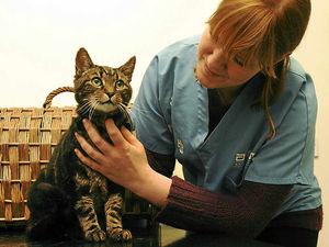 Supporting image for story: Is Wallace, 27, the oldest cat in Shropshire?