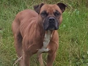 Supporting image for story: Escaped 'dangerous' dog had bitten officer and tried to attack children in Shrewsbury, say police