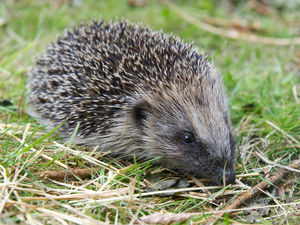 Supporting image for story: Please check bonfires for hedgehogs