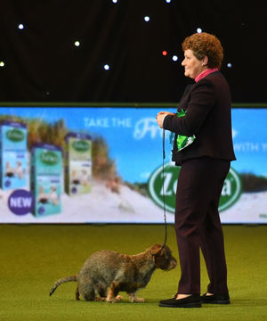 Maisie the Wire-haired Dachshund winner of Best in Show 2020 at the Birmingham National with her owner Kim McCalmont at the Exhibition Centre (NEC) during the Crufts Dog Show