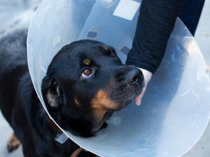 Supporting image for story: More than 800 animal cruelty reports in five years in Shropshire