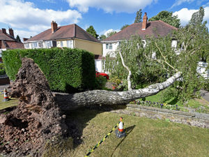 Supporting image for story: Tree falls onto house and Cannock Chase Forest shut as strong winds batter region