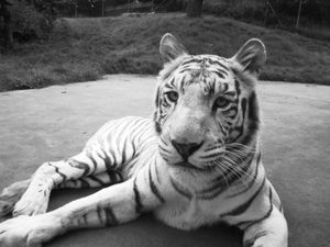 Supporting image for story: Sadness as West Midland Safari Park white tiger Tubs dies