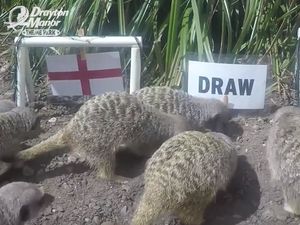Supporting image for story: England v Belgium: Mystic Meerkats at Drayton Manor Park predict result - WATCH 