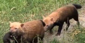 A first glimpse of the bush dogs