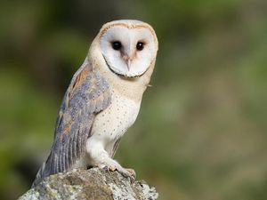 Supporting image for story: Owls have been found not to suffer from hearing loss as they get older