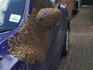 Supporting image for story: What happens when nature takes over a car?