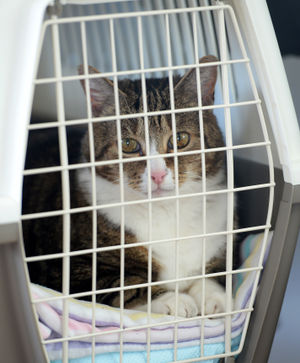 Pempe the cat