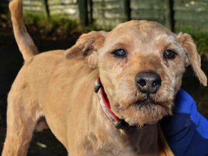 Supporting image for story: Council to control dog numbers in high-rises to limit noise problems