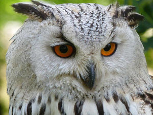 Supporting image for story: Owl meet and greet at Cannock pet store for Halloween