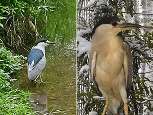 Supporting image for story: Feather in Shropshire's cap as DNA tests show Noddy the heron is a rare visitor indeed 