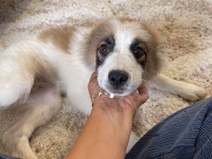 Supporting image for story: Time running out for Shrewsbury family desperate to see Romanian pup brought home