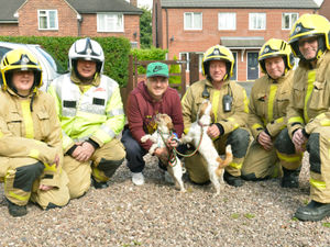 Supporting image for story: Market Drayton pet rescue: Praise for firefighters from owner