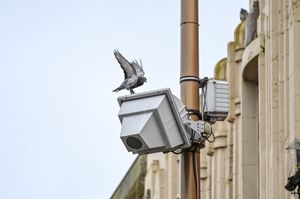 Pigeons on the streets of Dudley, West Midlands. January 30, 2026.