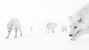 Amit Eshel, Wildlife Photographer of the Year
