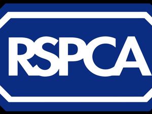 Supporting image for story: Two cats found dead in same spot in suspicious circumstances