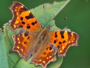 Supporting image for story: Wildlife lovers are being urged to help keep track of ‘comeback kid’ comma butterfly
