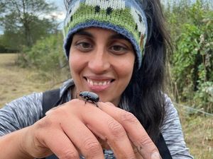 Supporting image for story: Dung beetle expert to lead 'poo patrol' at Market Drayton community farm