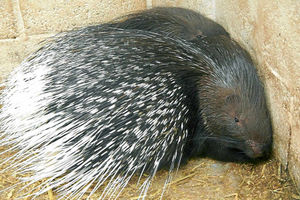 Supporting image for story: Baby the porcupine still missing from Telford's Hoo Farm