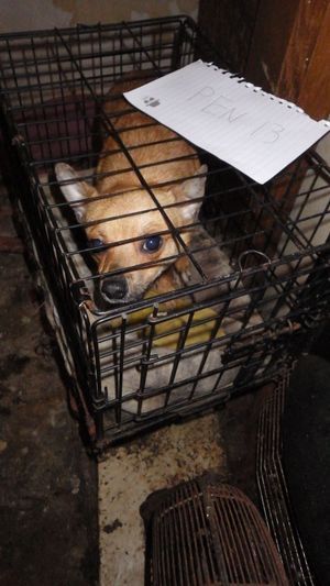 Photo: Little Meadow Animal Rescue/ RSPCA