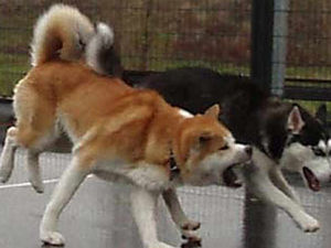 Supporting image for story: Young sisters hurt by dog attacks in same day