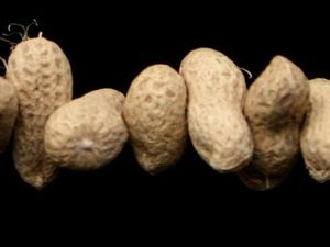 Supporting image for story: Peanut allergies affected by exercise and sleep deprivation, study suggests