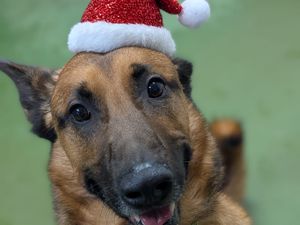 Supporting image for story: No dog left dining alone this Christmas: Birmingham Dogs Home launches festive feast appeal