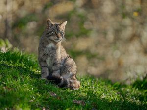 Supporting image for story: ‘Real hope’ for future of wildcats after another 18 released in Highlands