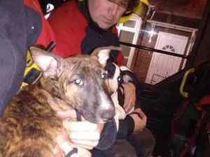 Supporting image for story: Dogs rescued from house fire as cannabis set-up found