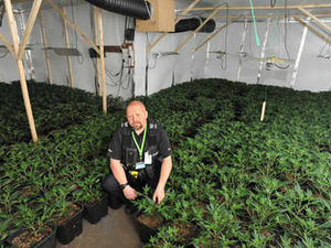 Supporting image for story: £200k cannabis factory found