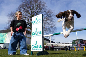 Paralympian Ellie Simmonds, newly announced in the presenting line-up for the Crufts TV show, observes English Springer Spaniel Ozzy jumping over an obstacle during the official launch of Crufts Dog Show 2025 at the NEC Birmingham. PA Photo. Photo: Jacob King/PA Wire