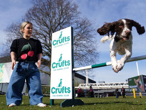 Paralympian Ellie Simmonds, newly announced in the presenting line-up for the Crufts TV show, observes English Springer Spaniel Ozzy jumping over an obstacle during the official launch of Crufts Dog Show 2025 at the NEC Birmingham. PA Photo. Photo: Jacob King/PA Wire