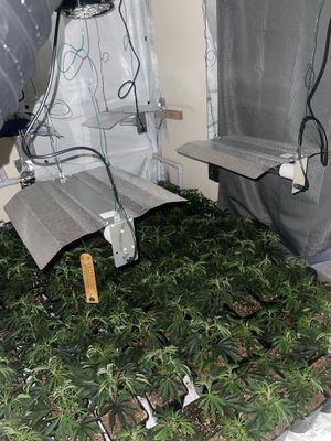 Police discovered a cannabis factory. Photo: @TettenhallWMP