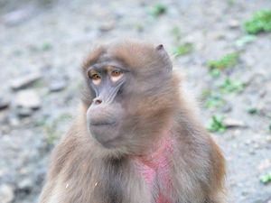 Supporting image for story: Baby baboon is new arrival at Dudley Zoo 