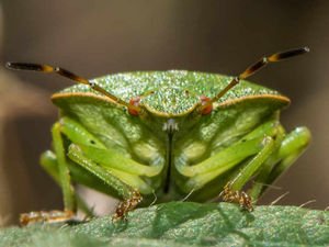 Supporting image for story: A Bug's Life