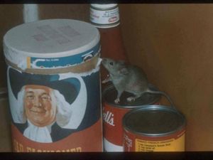 Supporting image for story: Eek! There’s a superbug mouse in the house…