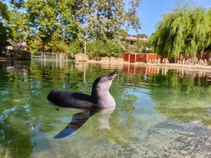Supporting image for story: Penguin chicks cool off during heatwave with dip in zoo’s pool