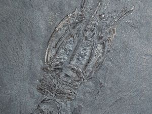 Supporting image for story: Ancient shrimp named ‘weegie’ in honour of Glasgow origins