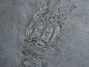 Supporting image for story: Ancient shrimp named ‘weegie’ in honour of Glasgow origins