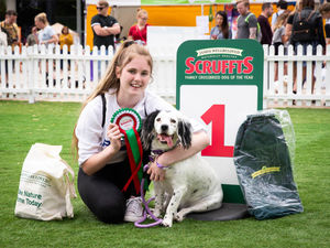 Supporting image for story: Willow wins title at crossbreed competition