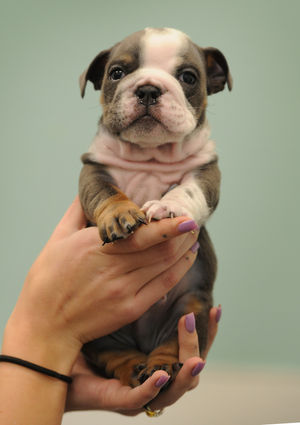 Arthur the bulldog puppy