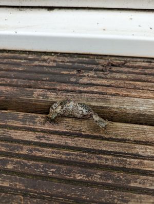 The toad had got himself into quite the predicament