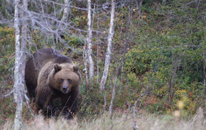 Kuusamo is an ideal place for bear-watching
